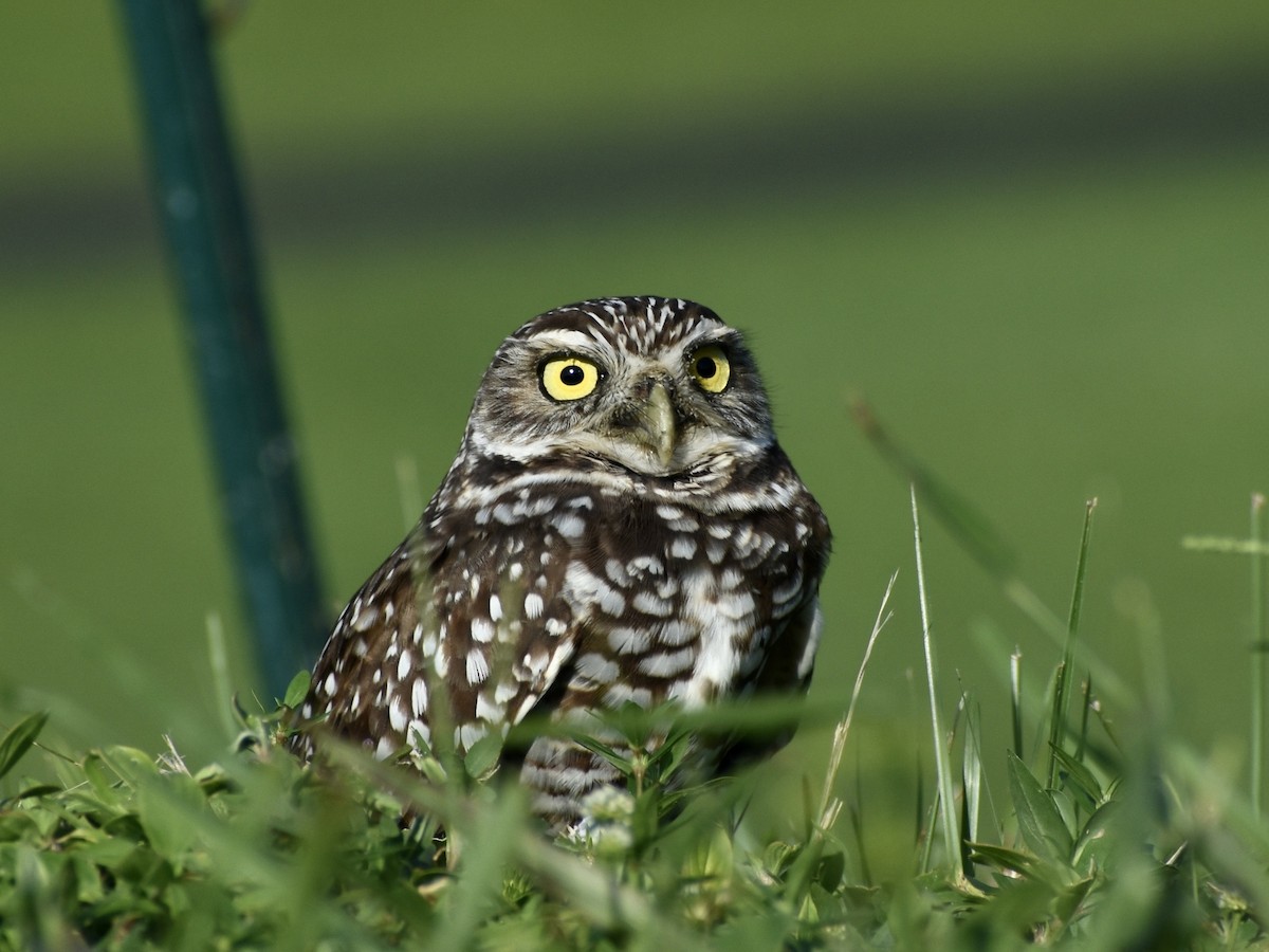 Burrowing Owl (Florida) - ML609905137
