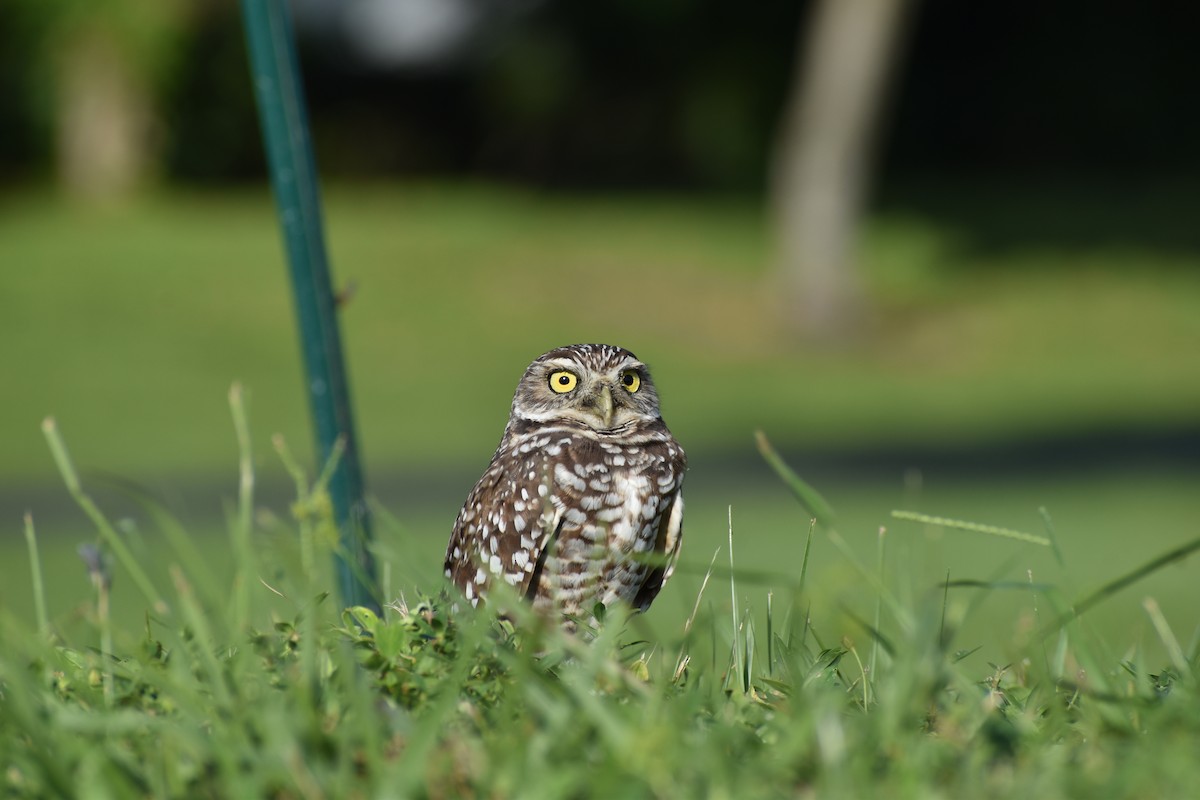 Burrowing Owl (Florida) - ML609905139