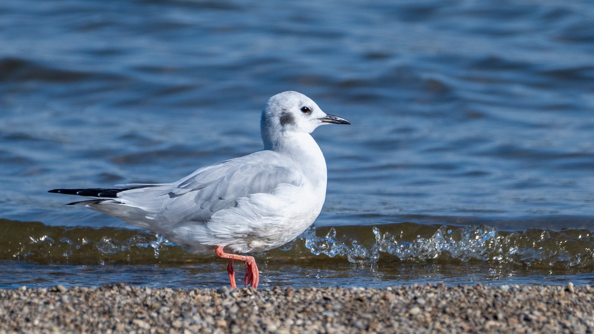 Gaviota de Bonaparte - ML609905154