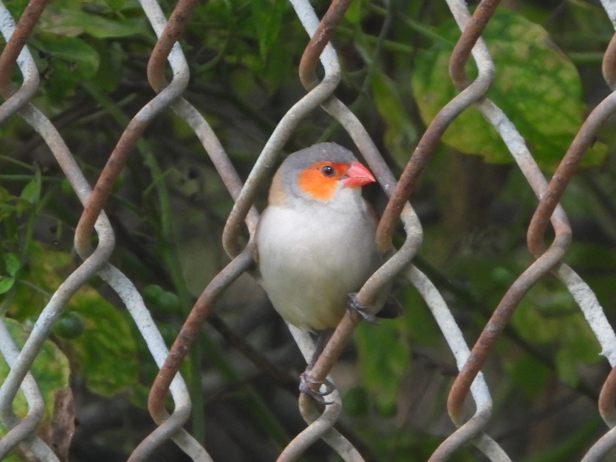 Orange-cheeked Waxbill - ML609905155