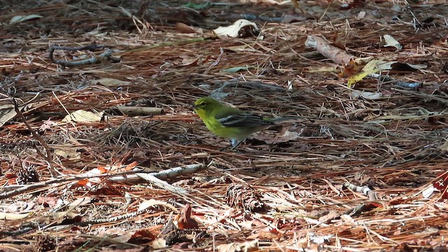 Pine Warbler - ML609905332