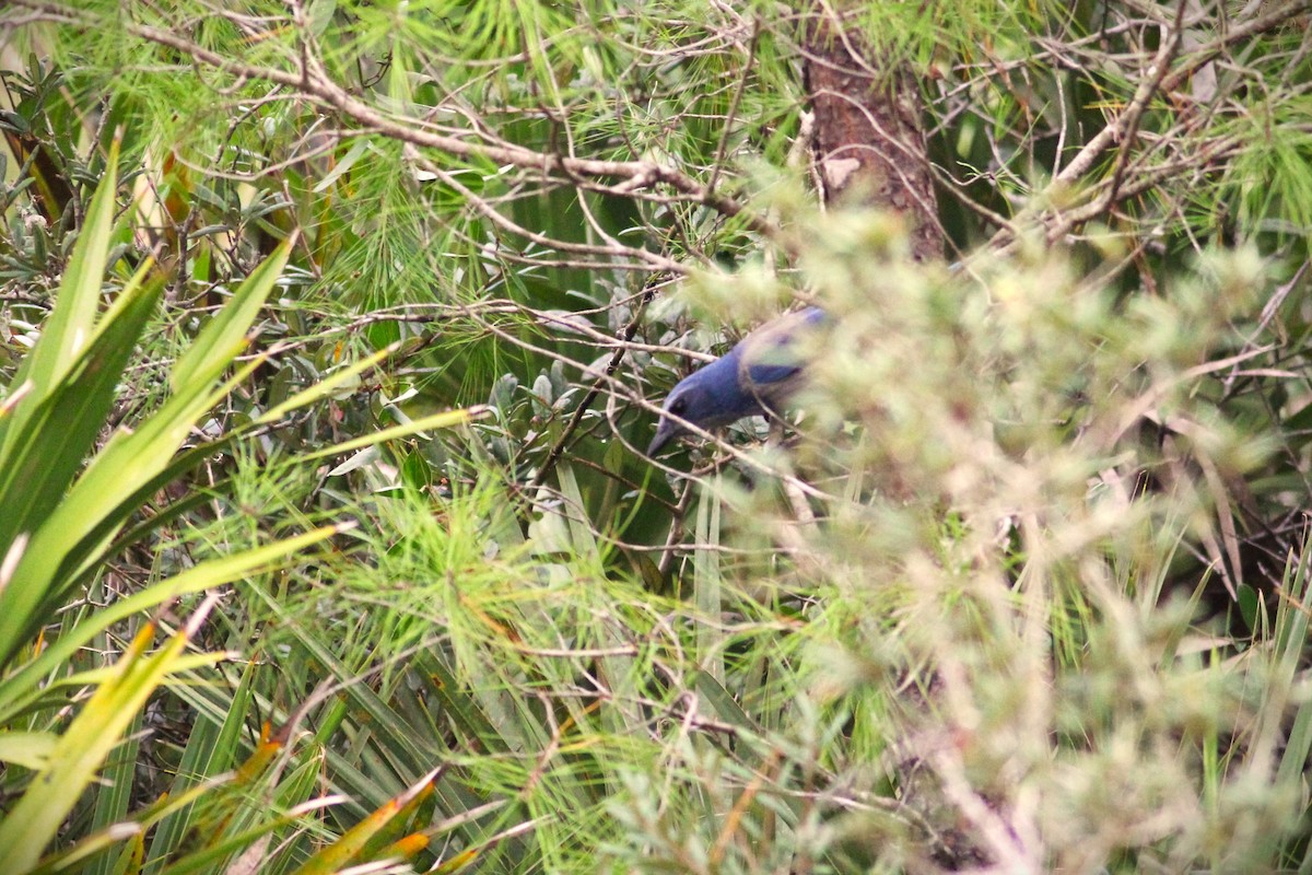 Florida Scrub-Jay - ML609905411