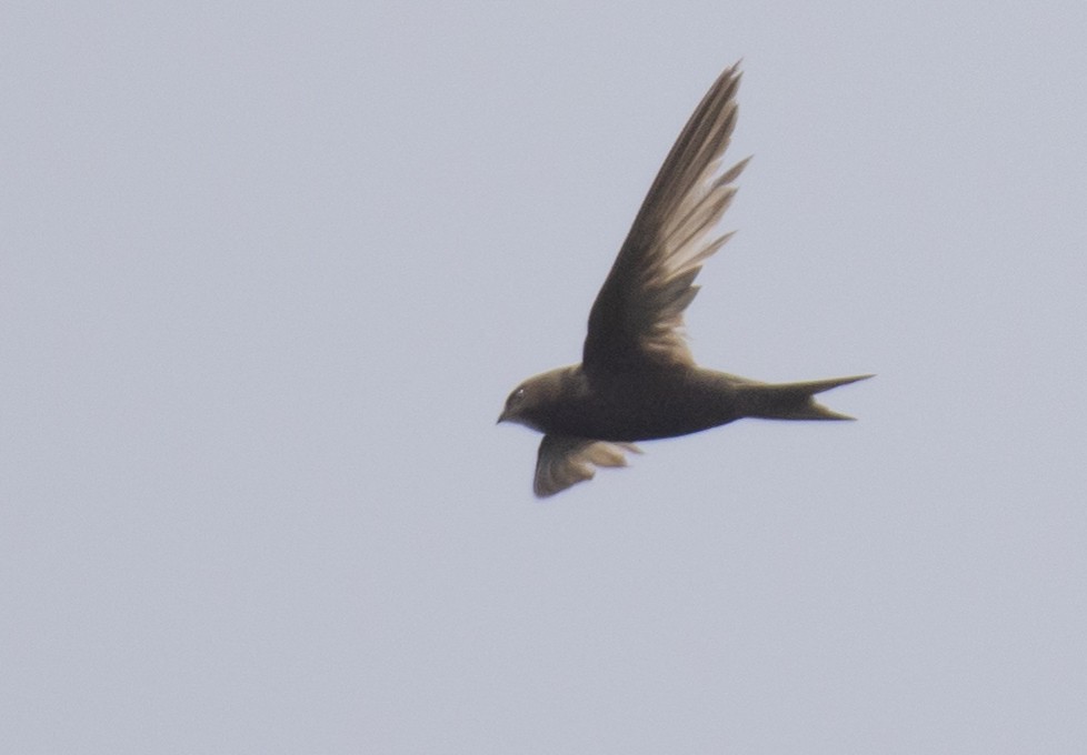 Common Swift - ML609905456