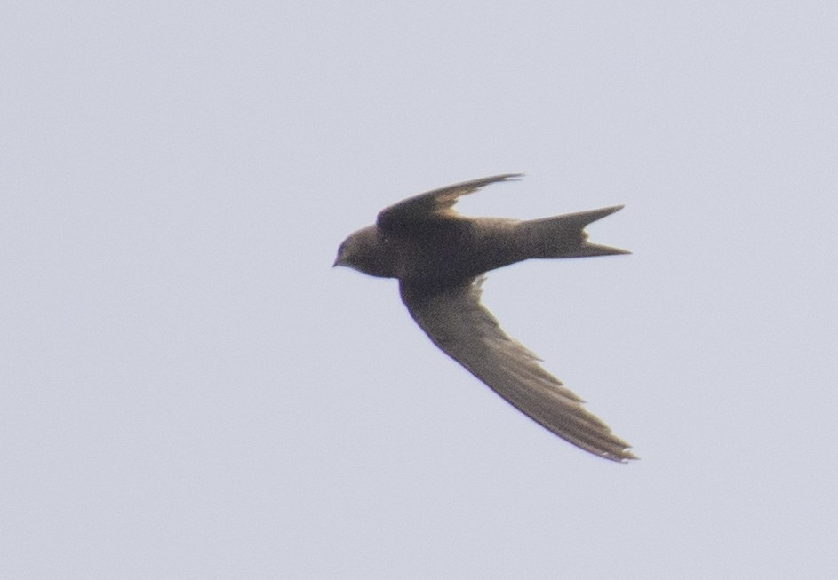 Common Swift - ML609905457