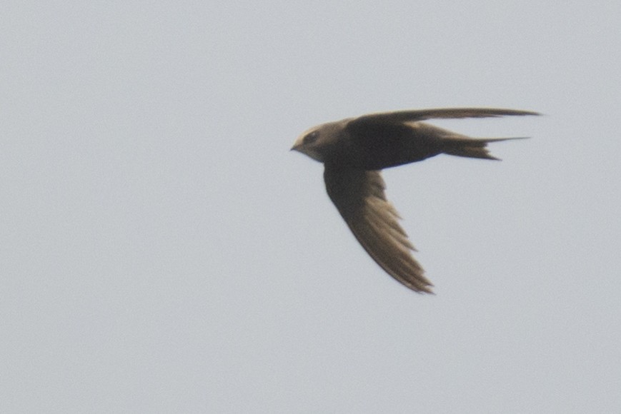 Common Swift - sreekanth c