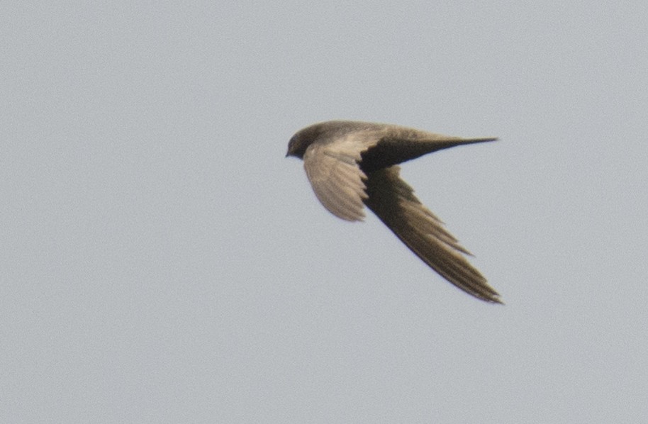 Common Swift - ML609905459