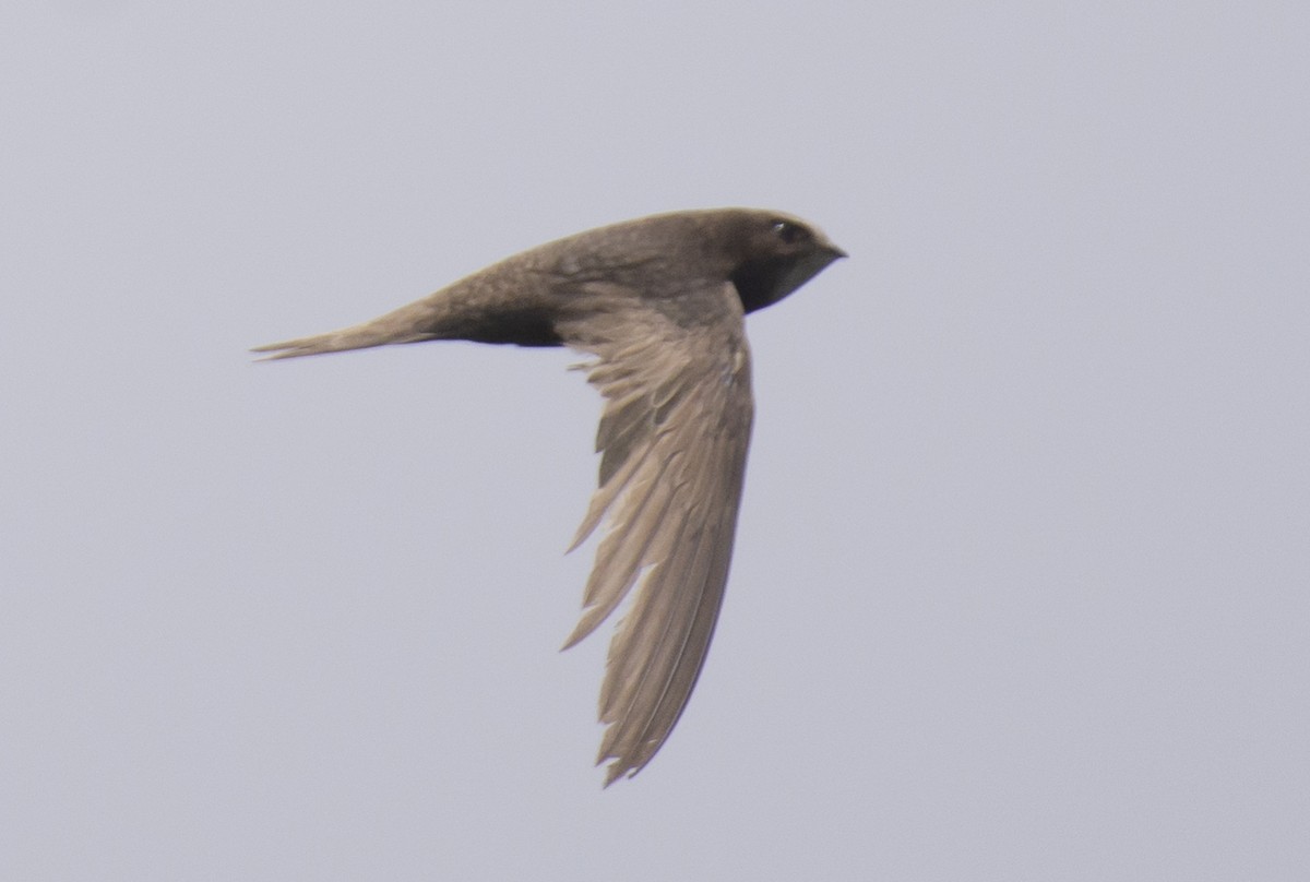 Common Swift - ML609905463