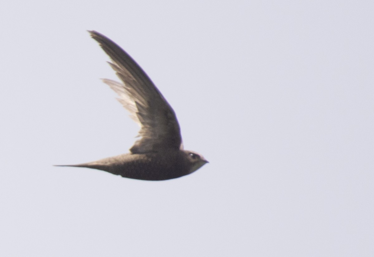 Common Swift - sreekanth c