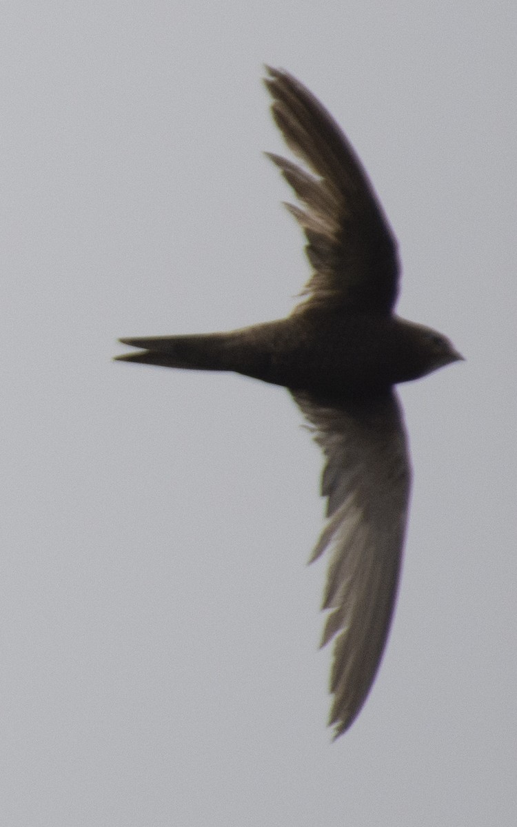 Common Swift - ML609905466