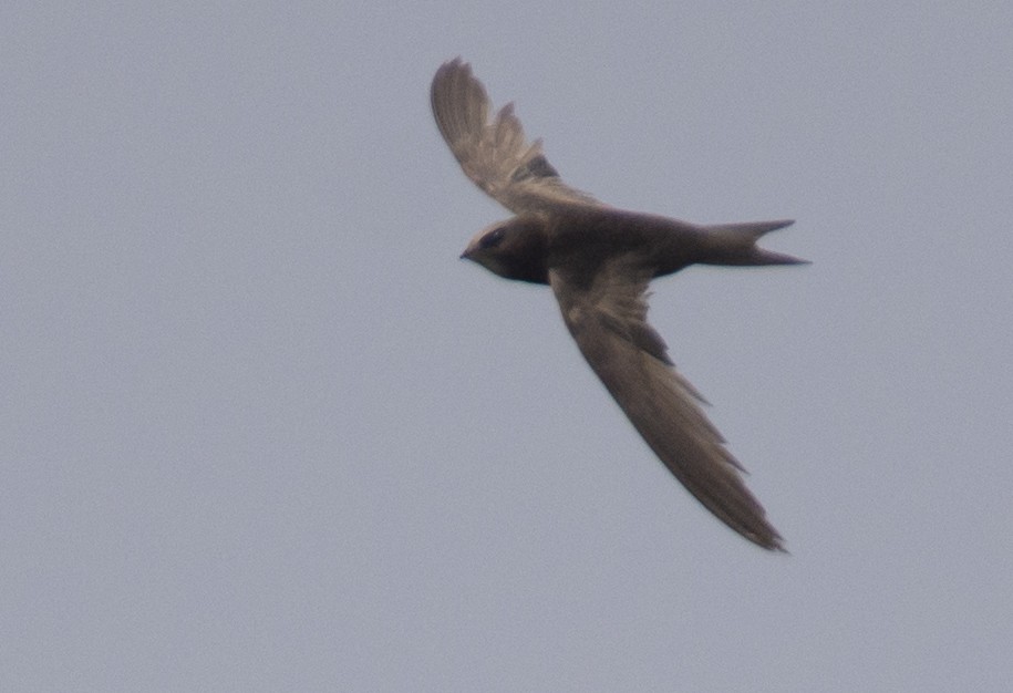 Common Swift - sreekanth c