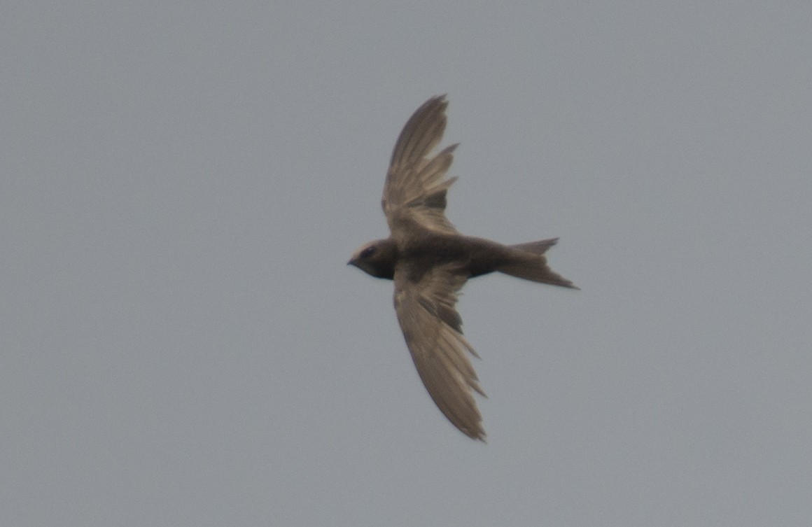 Common Swift - ML609905469