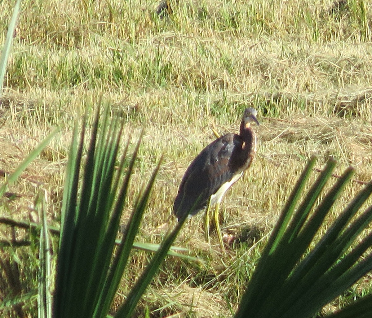 Tricolored Heron - Judy Robichaux