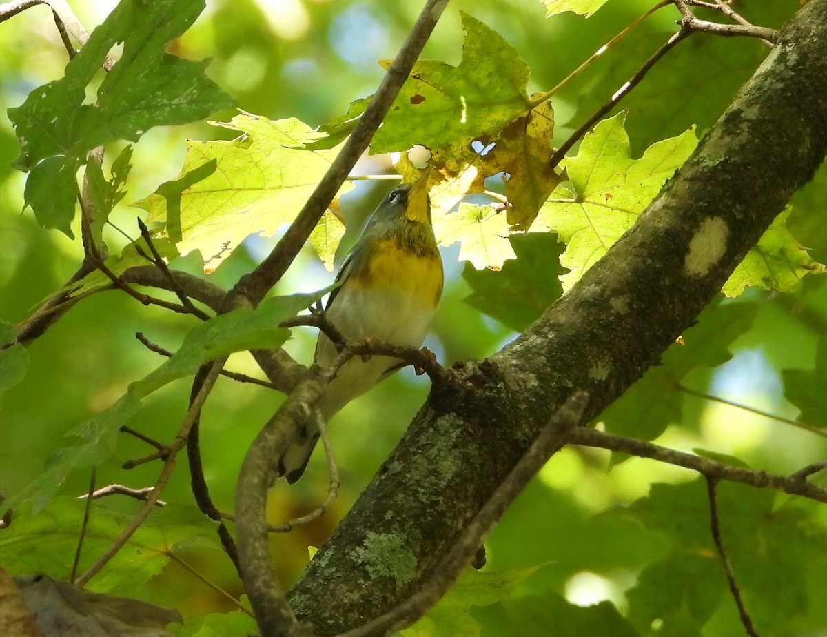 Northern Parula - ML609905590