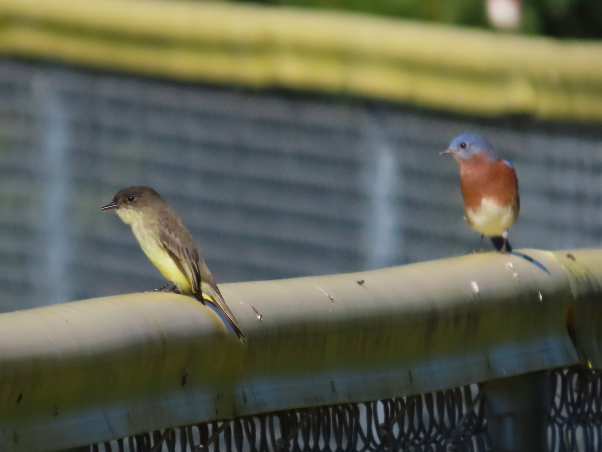 Eastern Phoebe - ML609905633