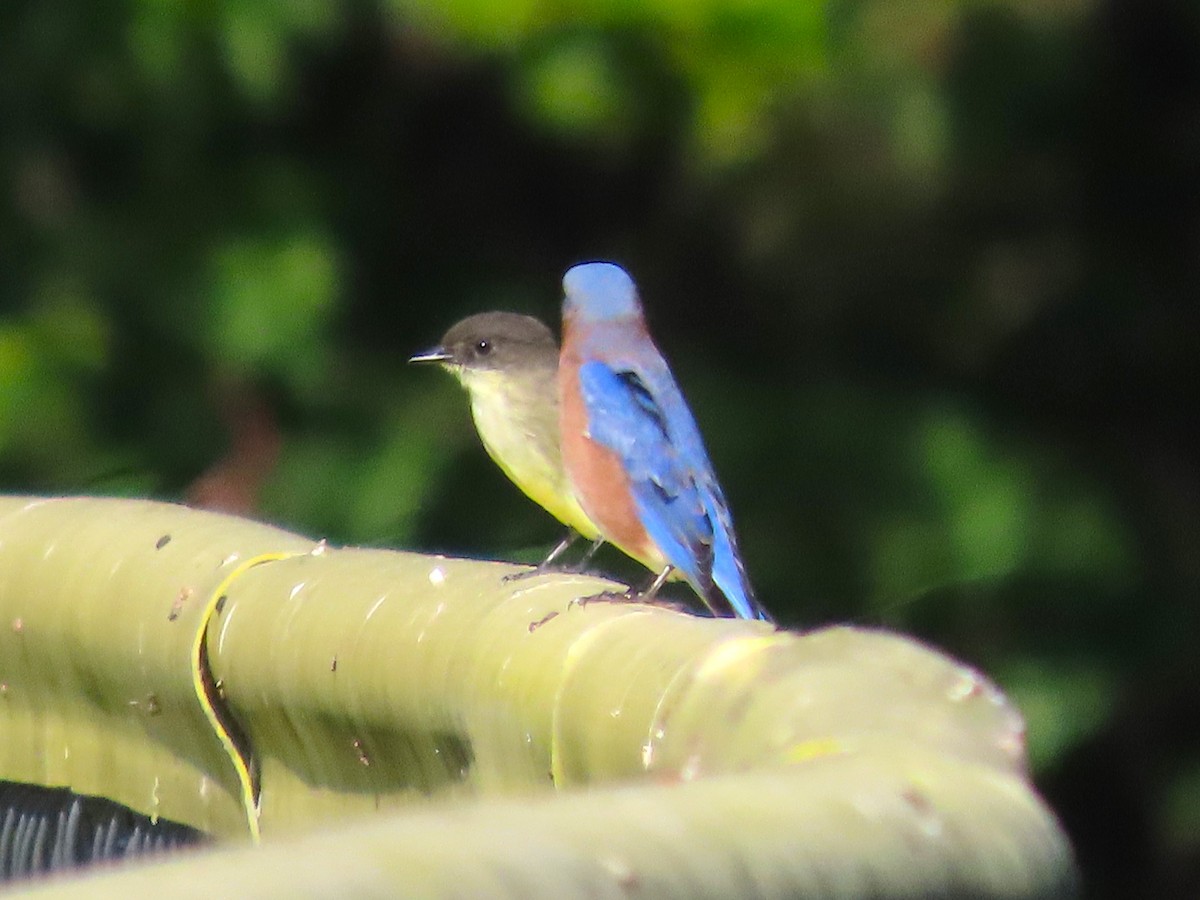 Eastern Phoebe - ML609905634