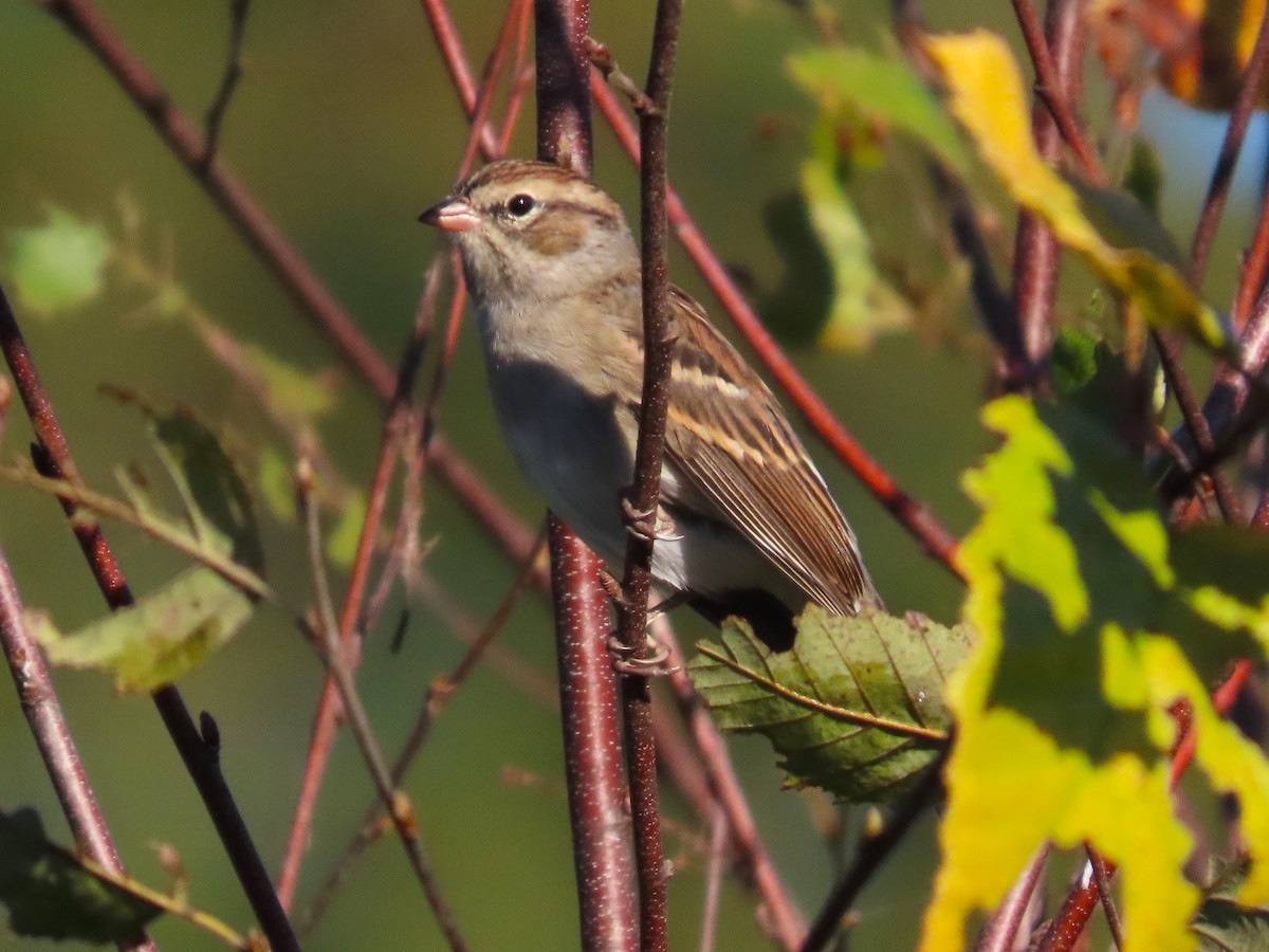 Chipping Sparrow - ML609905643