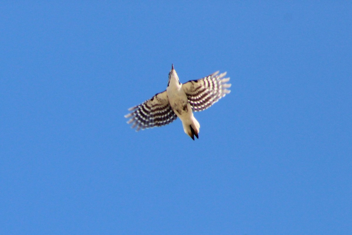 Hairy Woodpecker - ML609905863