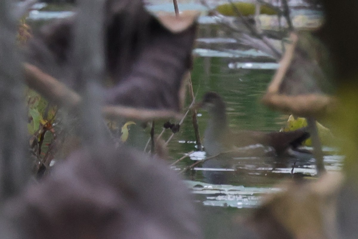 Common Gallinule - ML609905907