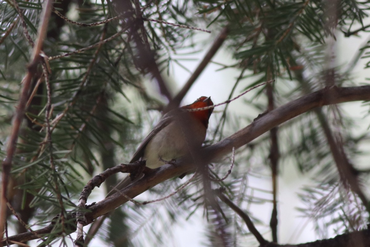 Red-faced Warbler - ML609905923