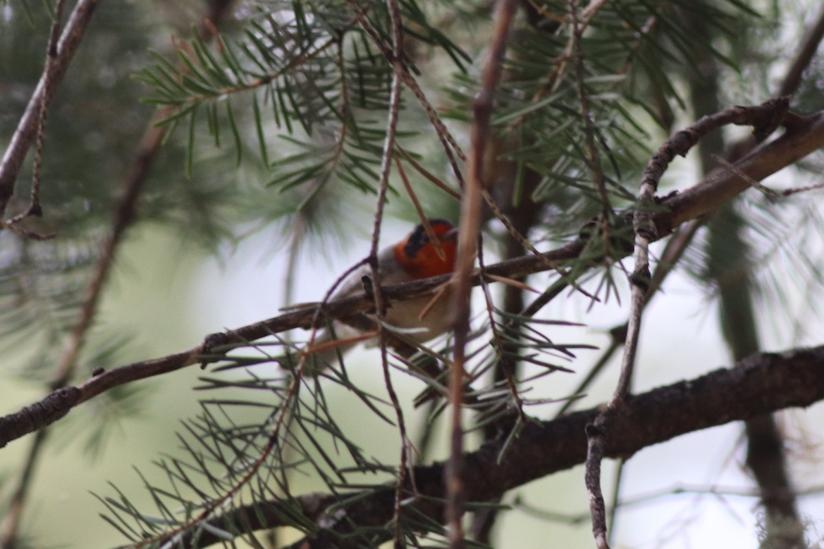 Red-faced Warbler - ML609905924