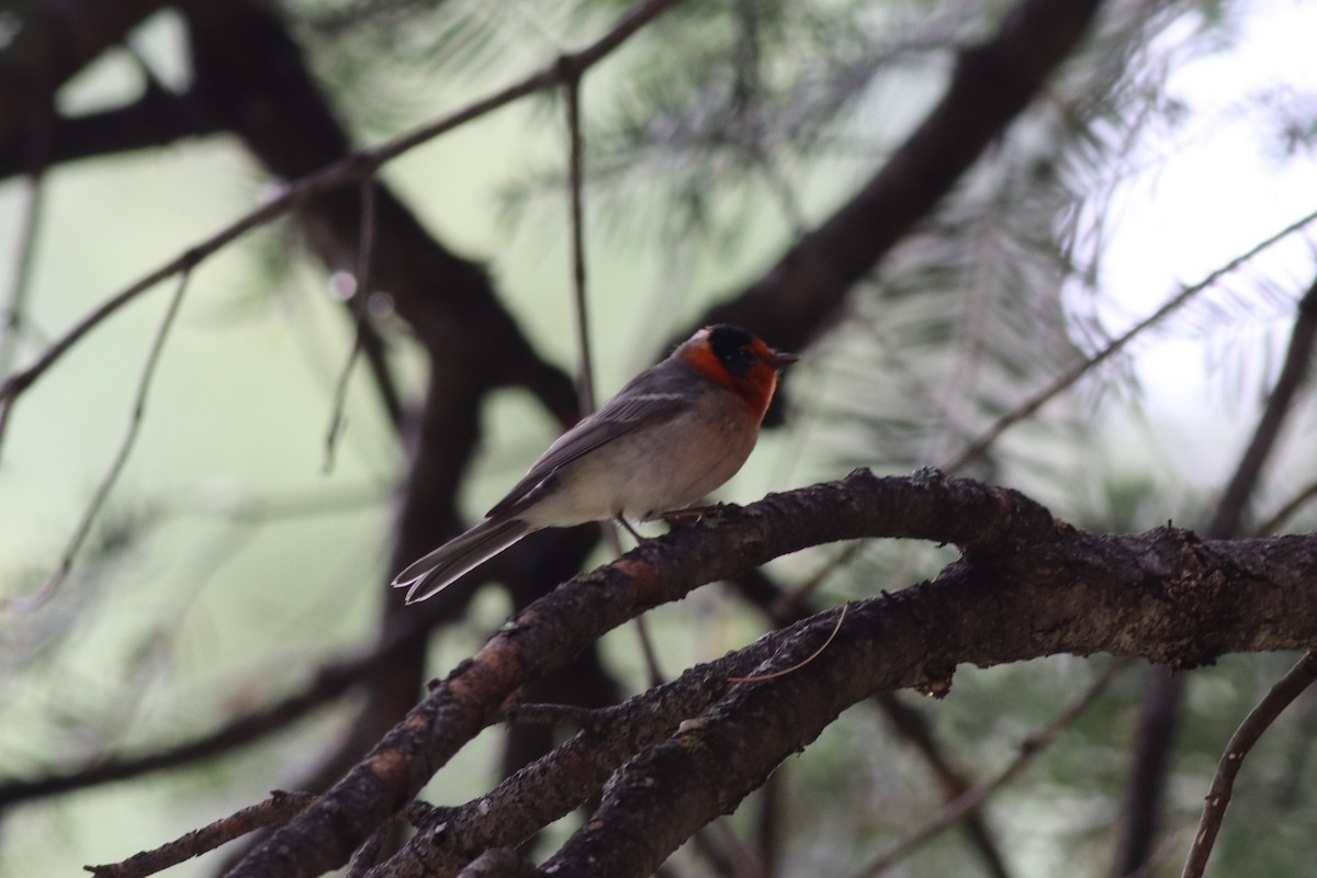 Red-faced Warbler - Sequoia Wrens