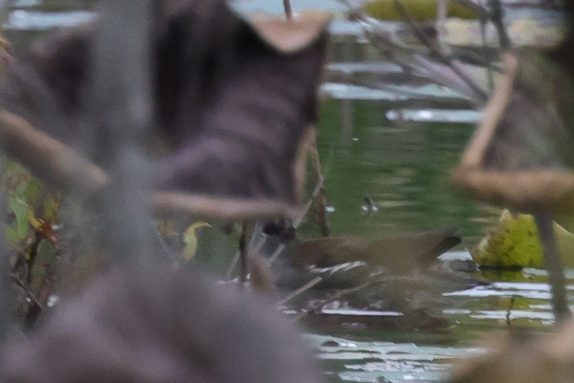 Common Gallinule - ML609905933