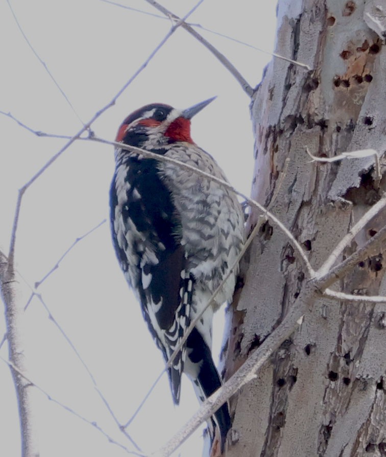 Red-naped/Red-breasted Sapsucker - Diane Etchison