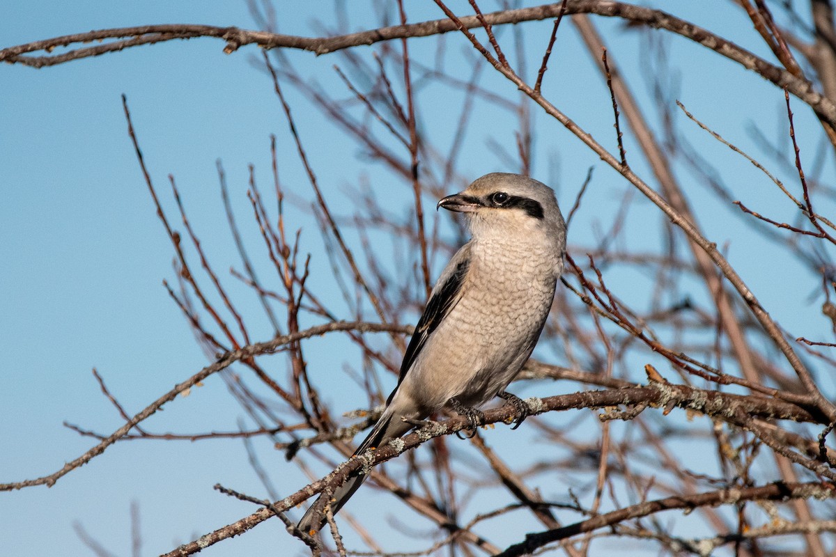 Northern Shrike - Anne Spiers