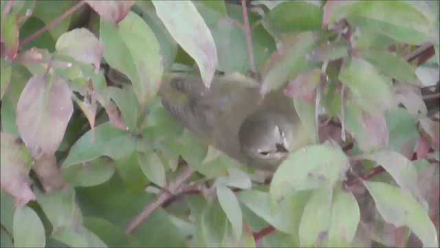 Orange-crowned Warbler - ML609906008