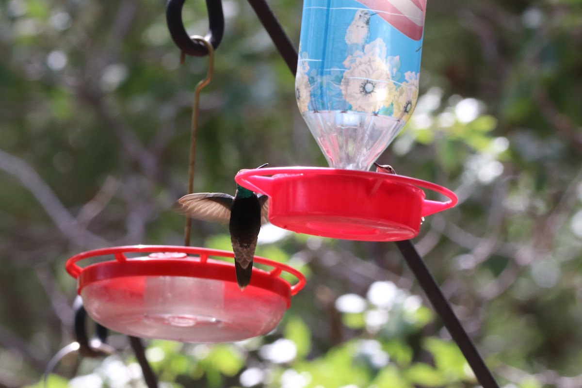 Rivoli's Hummingbird - ML609906015