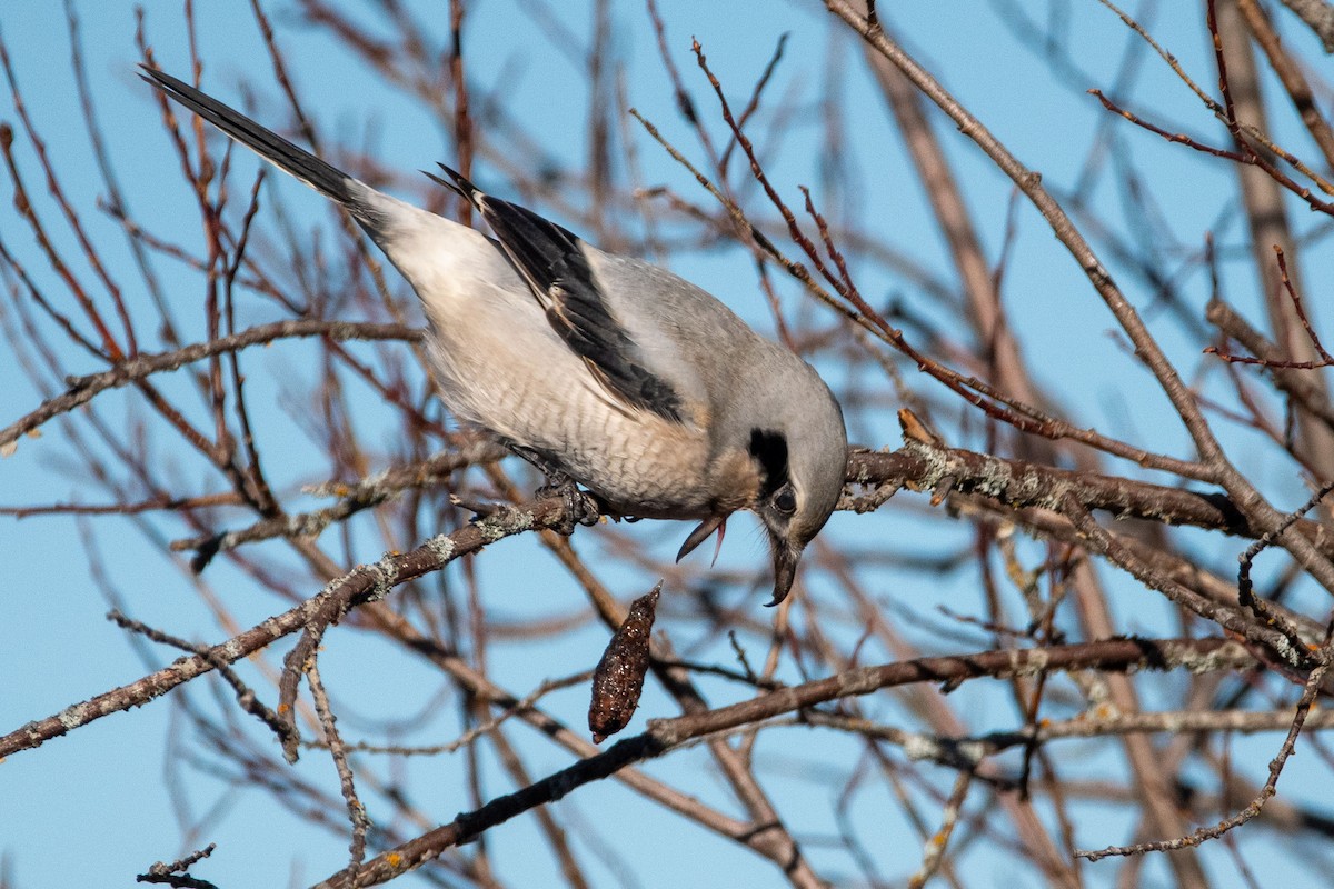 Northern Shrike - Anne Spiers