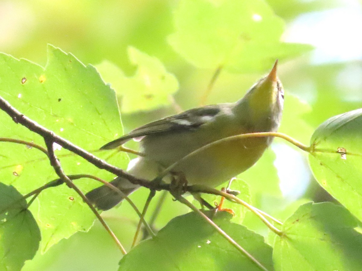 Northern Parula - ML609906091