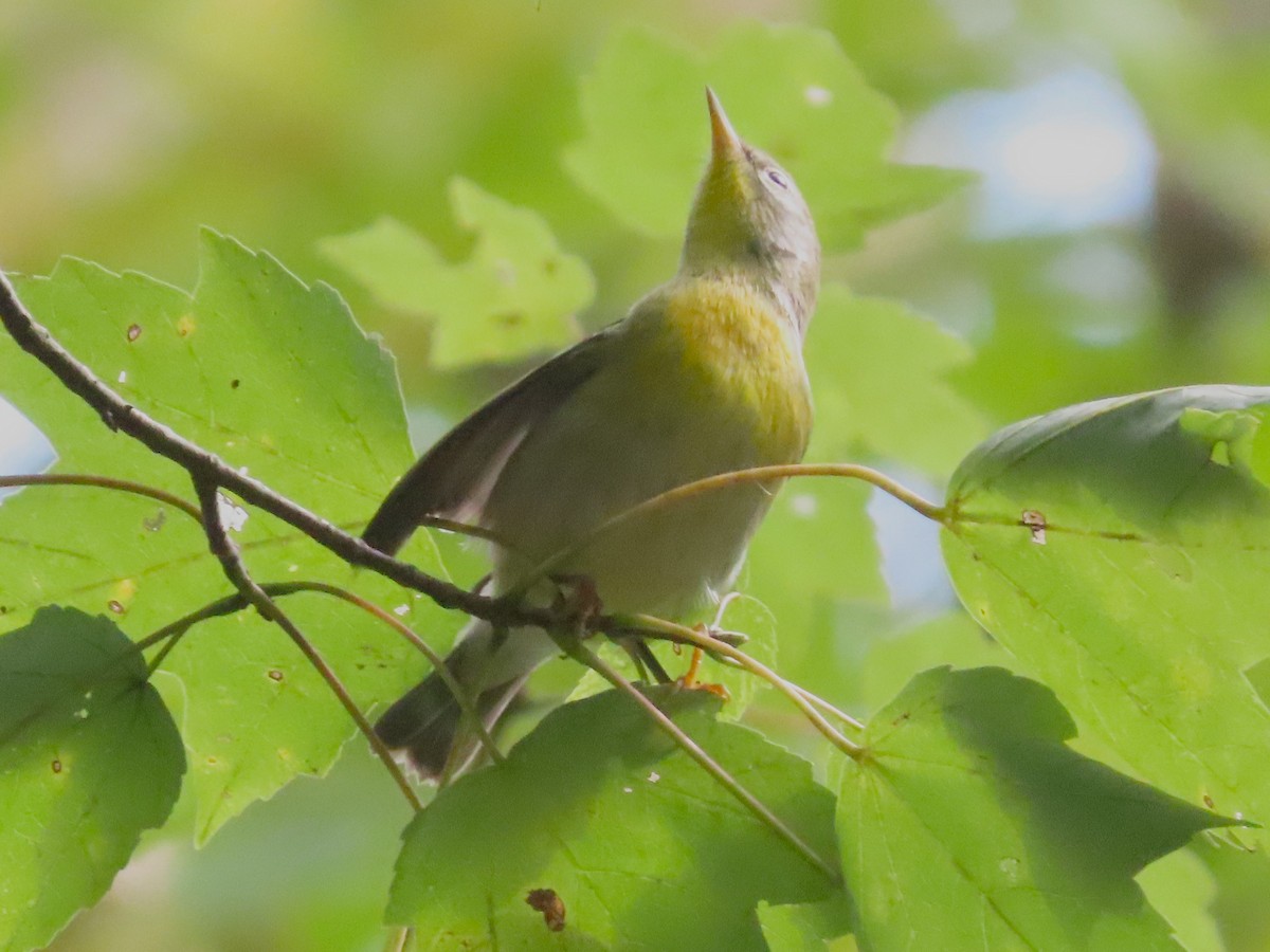 Northern Parula - Teresa Noel