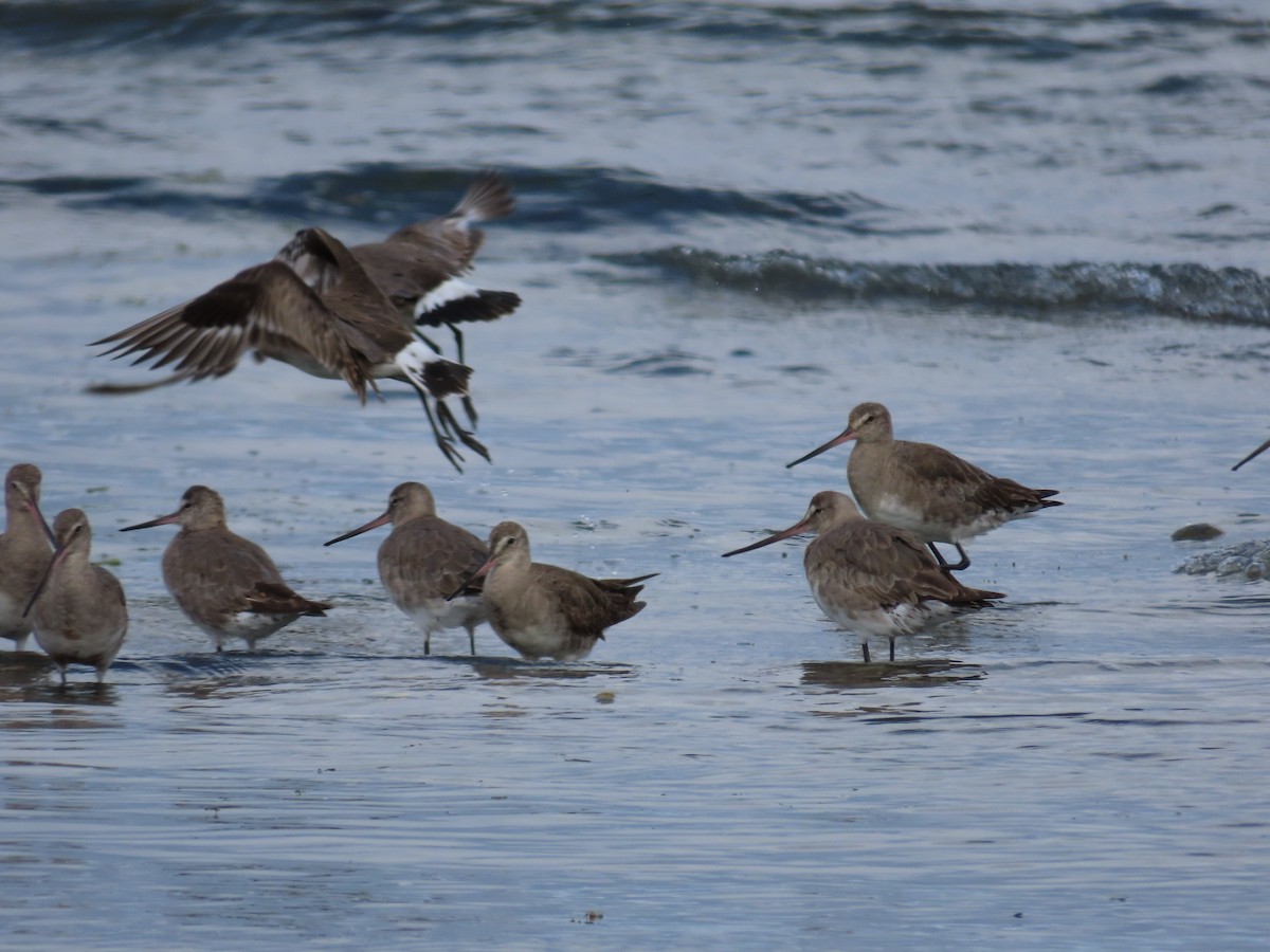 Hudsonian Godwit - ML609906099