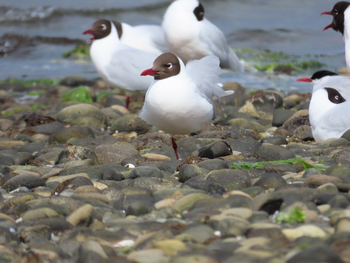 Brown-hooded Gull - ML609906111