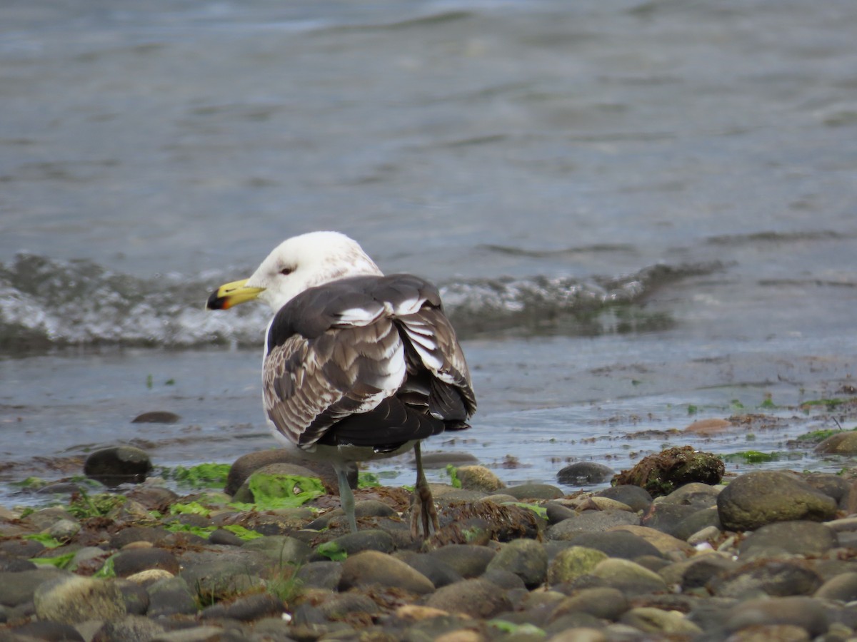 Kelp Gull - ML609906125