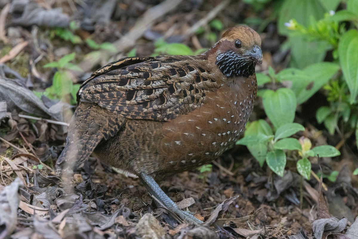 Spotted Wood-Quail - ML609906210