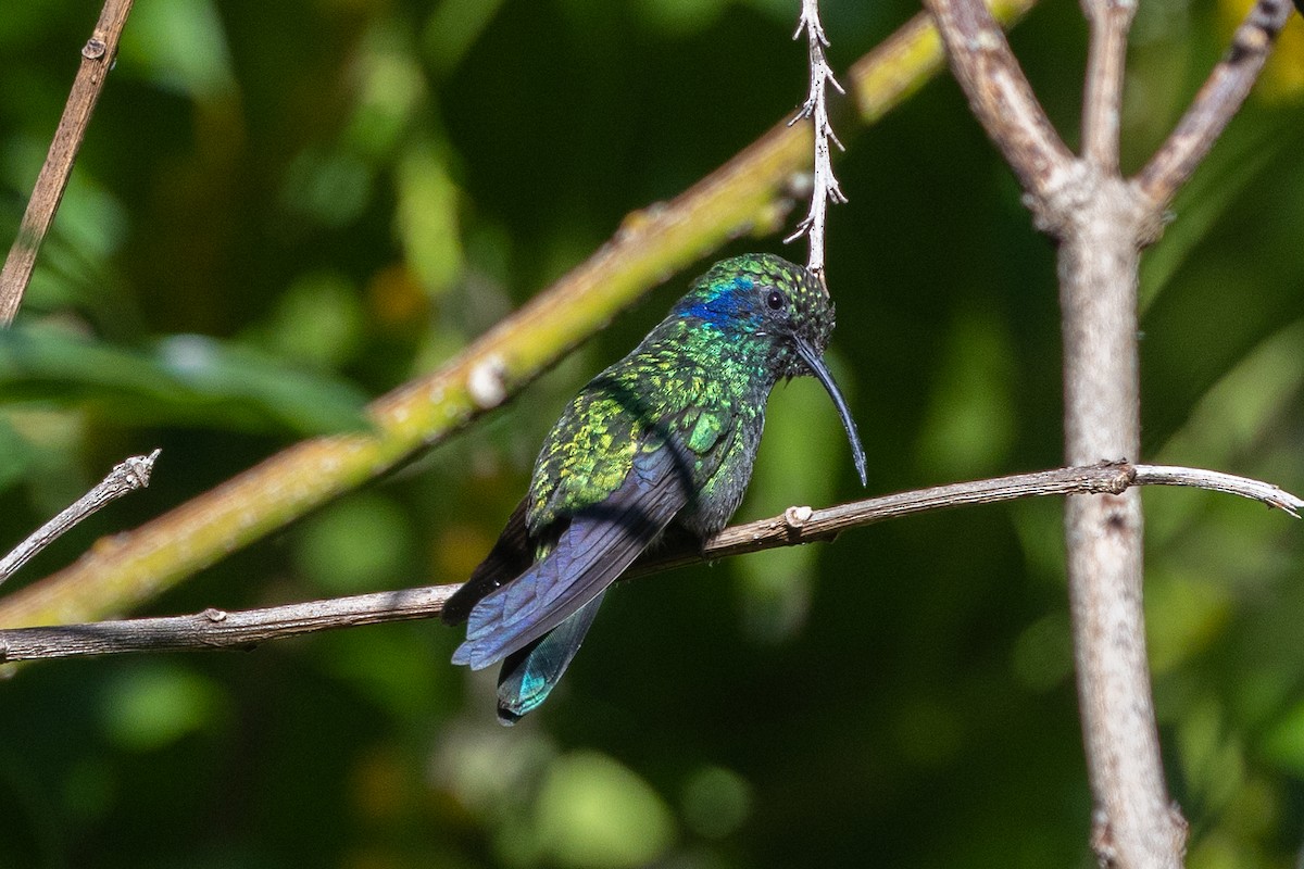 Lesser Violetear - ML609906238