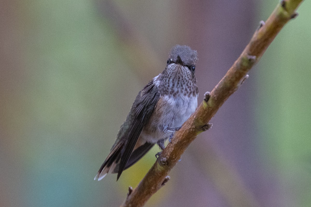 Volcano Hummingbird - ML609906262