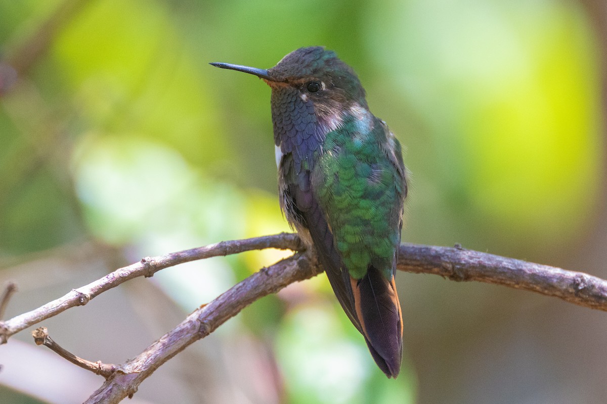 Volcano Hummingbird - Colin Beattie