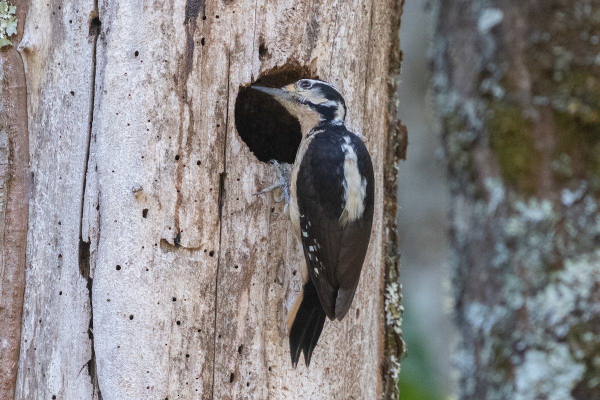 Hairy Woodpecker - ML609906283