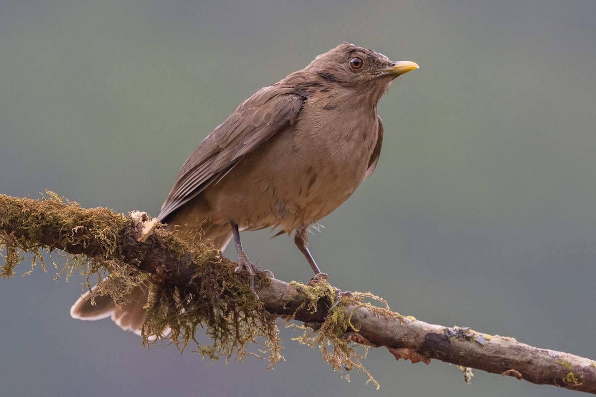Clay-colored Thrush - ML609906292