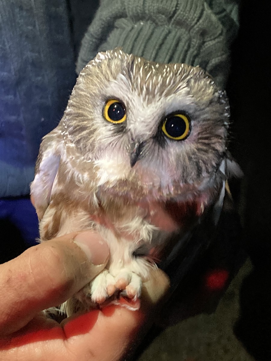 Northern Saw-whet Owl - ML609906322