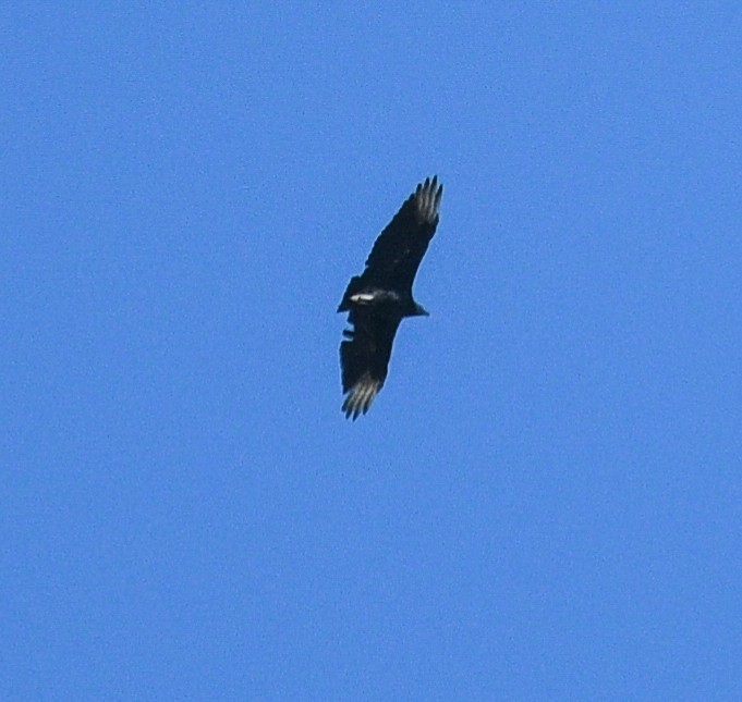 Black Vulture - ML609906328