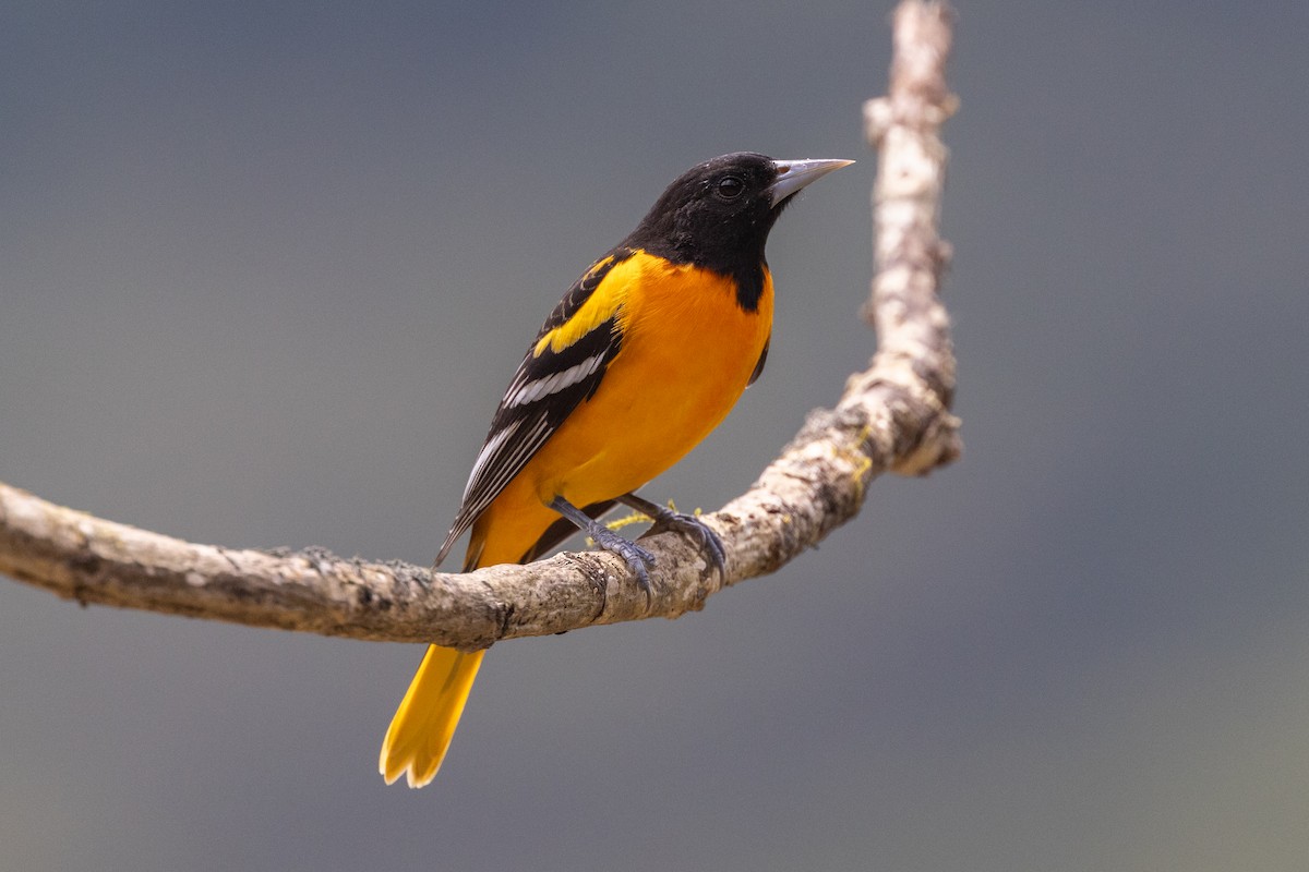 Baltimore Oriole - ML609906362
