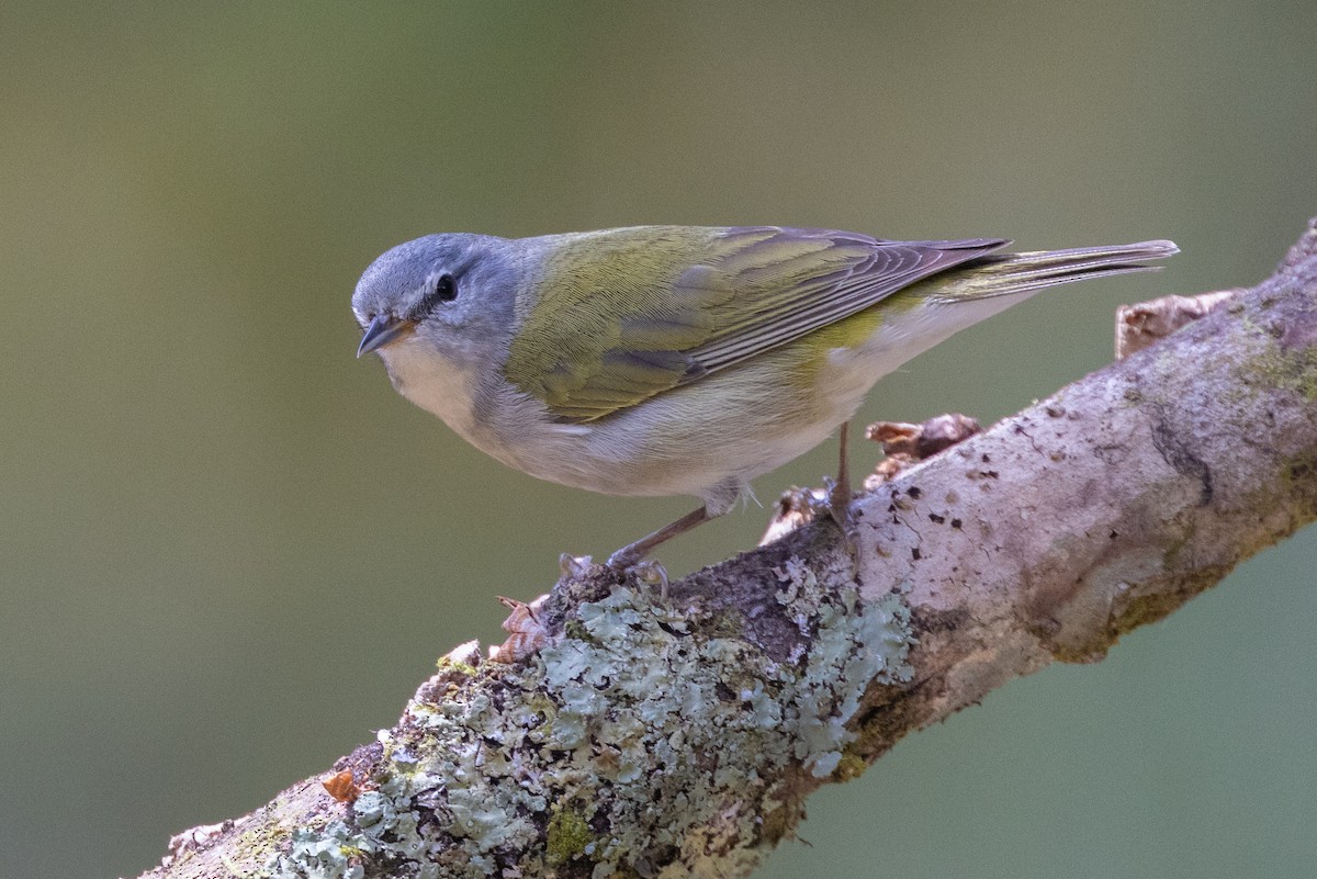 Tennessee Warbler - ML609906367