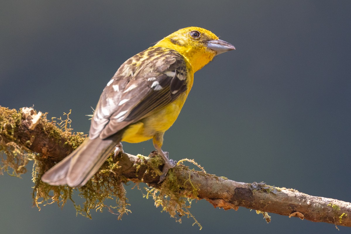 Flame-colored Tanager - Colin Beattie