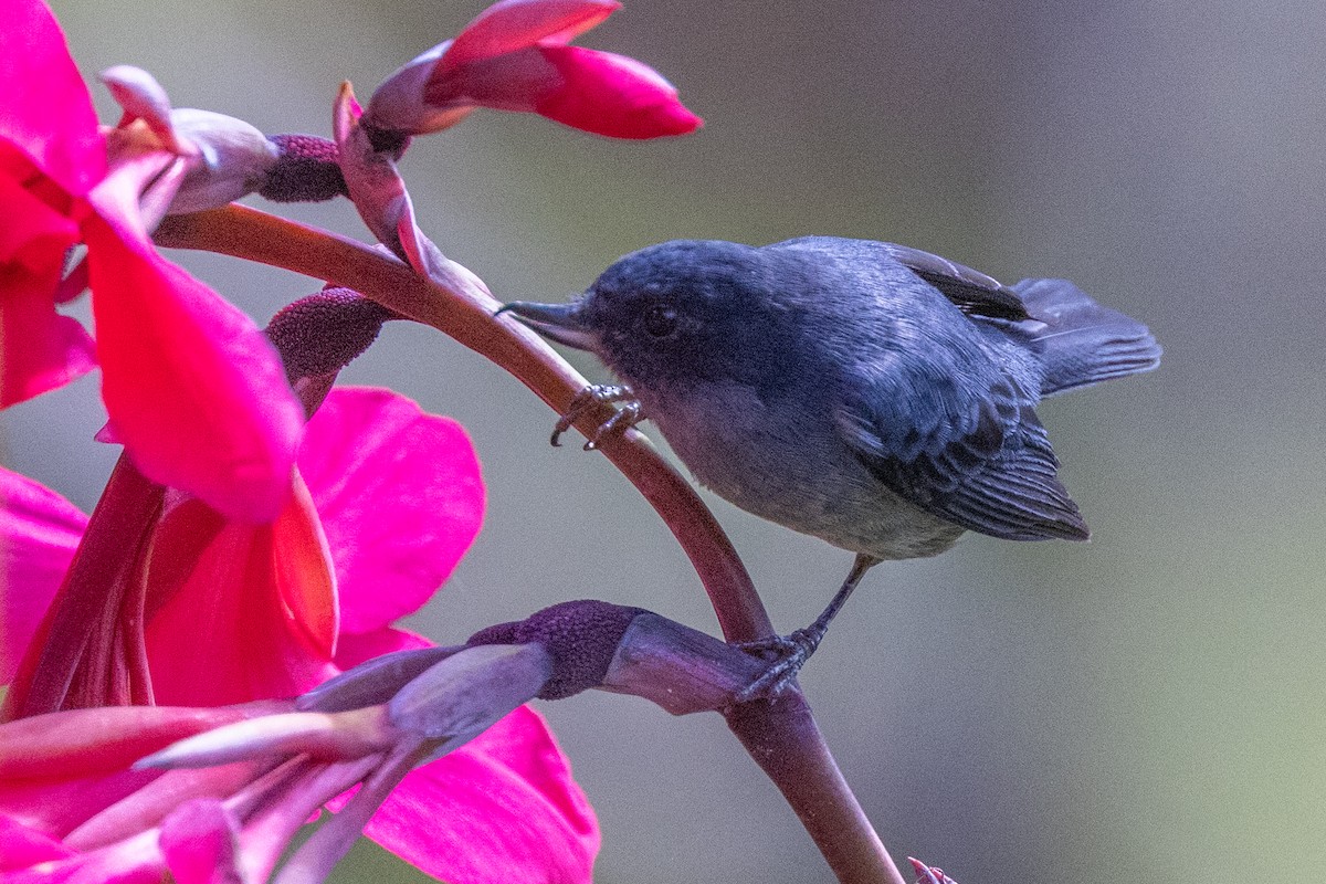 Slaty Flowerpiercer - Colin Beattie