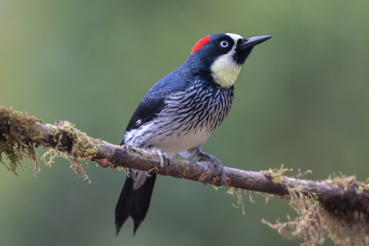 Acorn Woodpecker - ML609906542