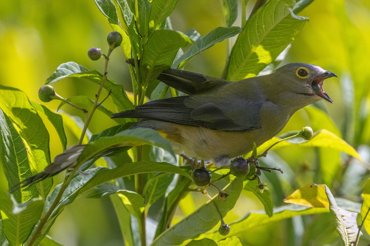 Long-tailed Silky-flycatcher - Colin Beattie